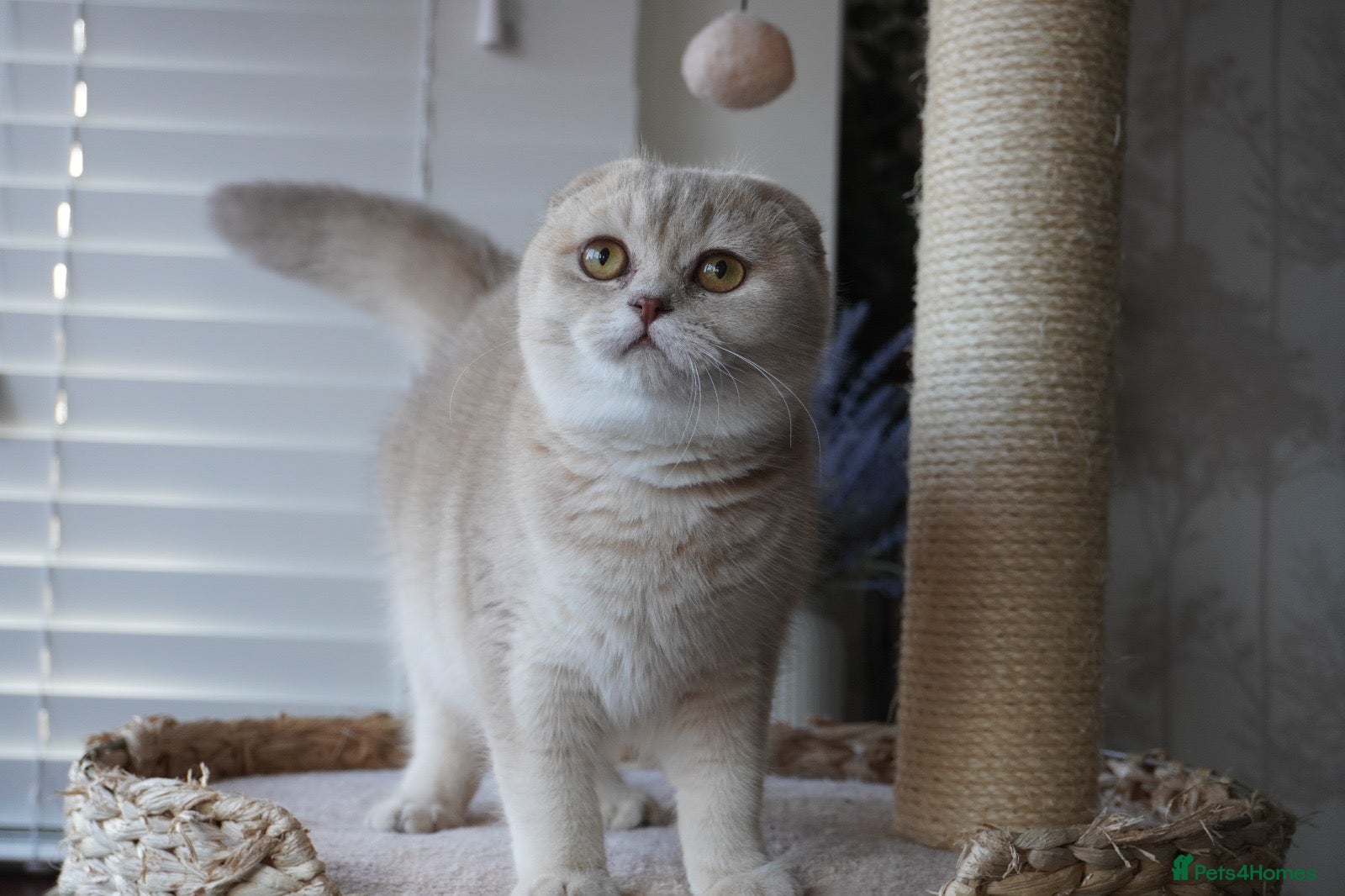 Scottish Fold cats for sale: Beautiful kittens - Advert 1