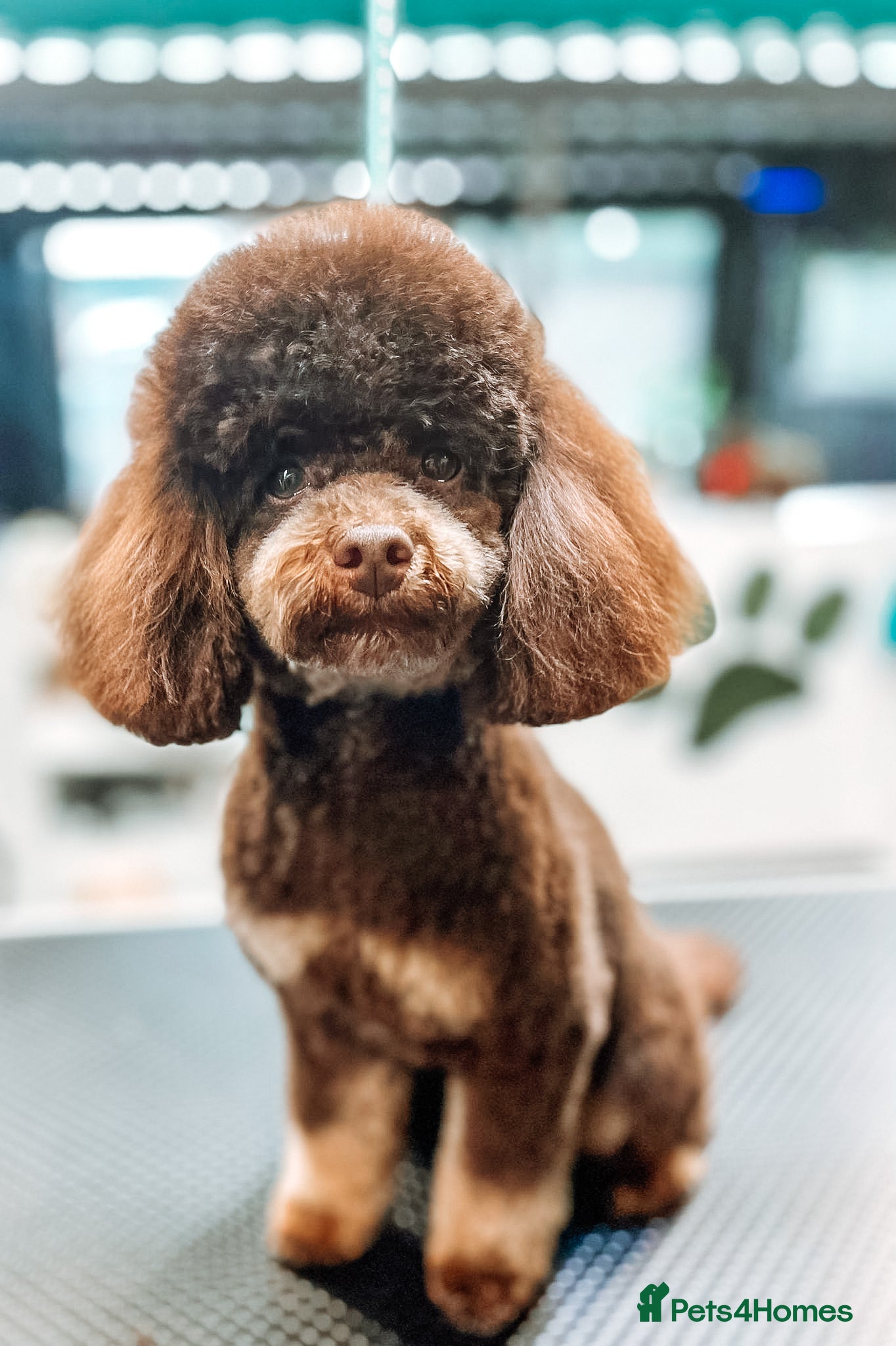 Toy Poodle dogs Stunning KC None fading Chocolate Phantom stud - Advert 8