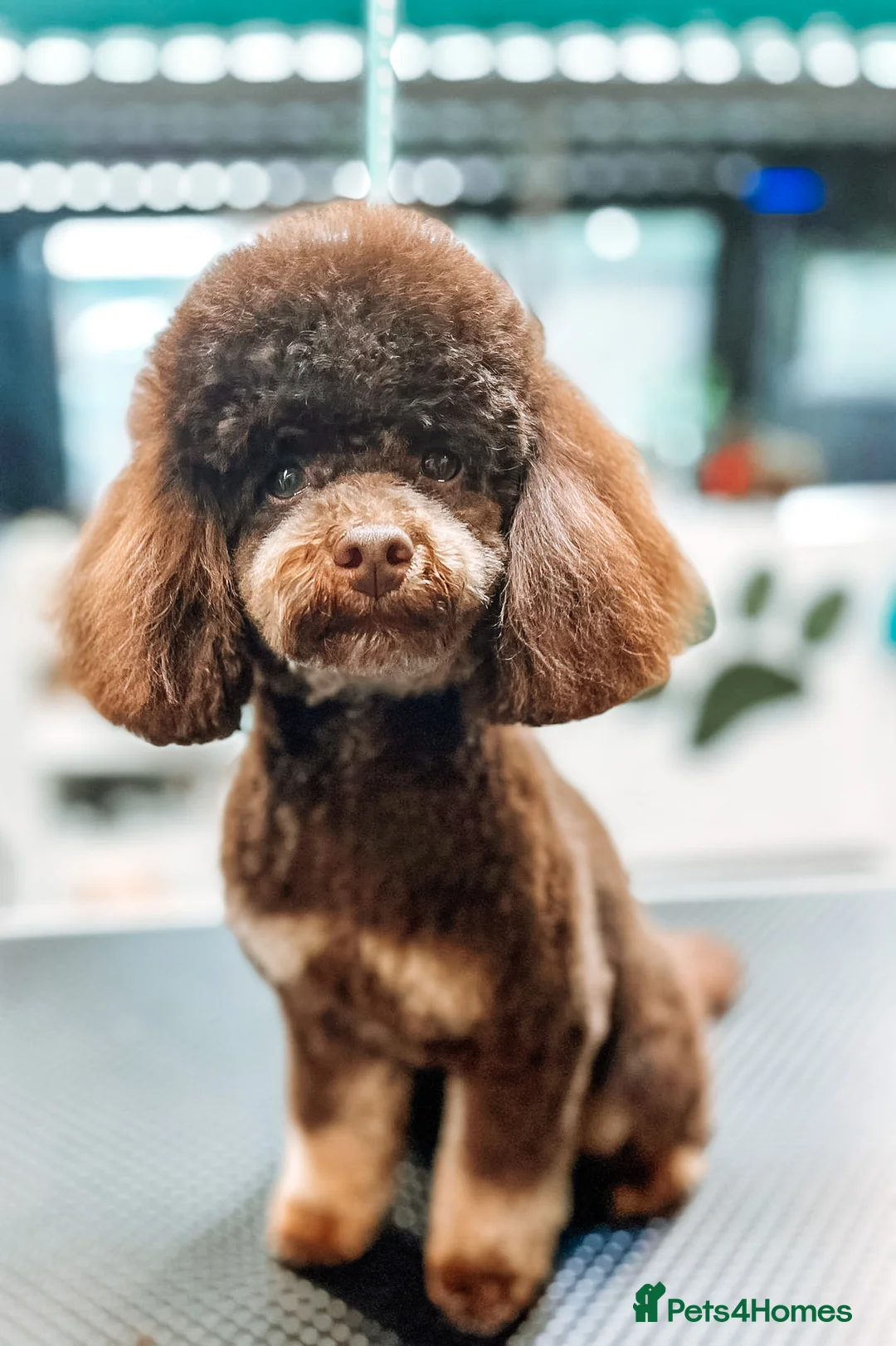 Toy Poodle dogs for stud: Stunning KC None fading Chocolate Phantom stud in Rickmansworth - Advert 2