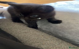 RagaMuffin cats for sale: Ragamuffin kittens  - Image 25
