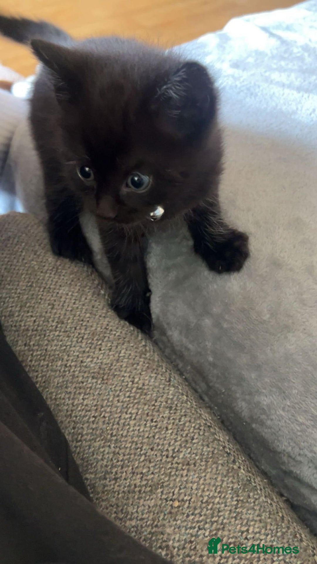 RagaMuffin cats for sale: Ragamuffin kittens  - Image 25