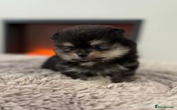 Pomeranian dogs for sale: KC Black&Tan Pom puppies stunning 🤩 🧡🖤 - Image 22