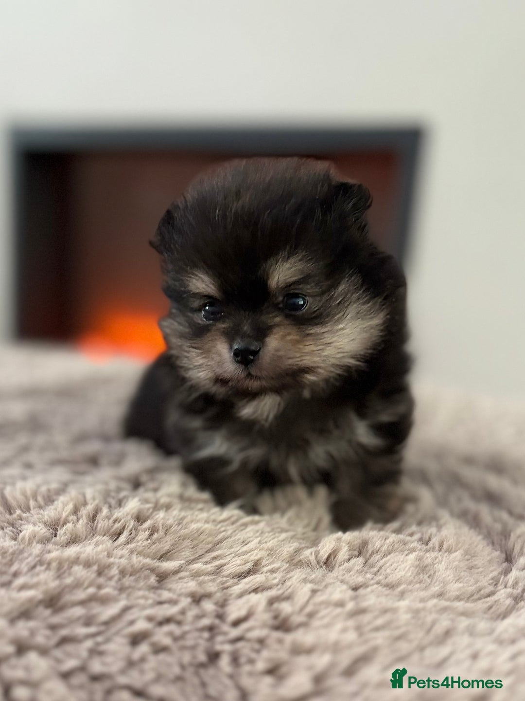 Pomeranian dogs for sale: KC Black&Tan Pom puppies stunning 🤩 🧡🖤 - Image 22