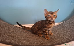 Bengal cats for sale: Stunning pure Bengal Kittens - Image 10