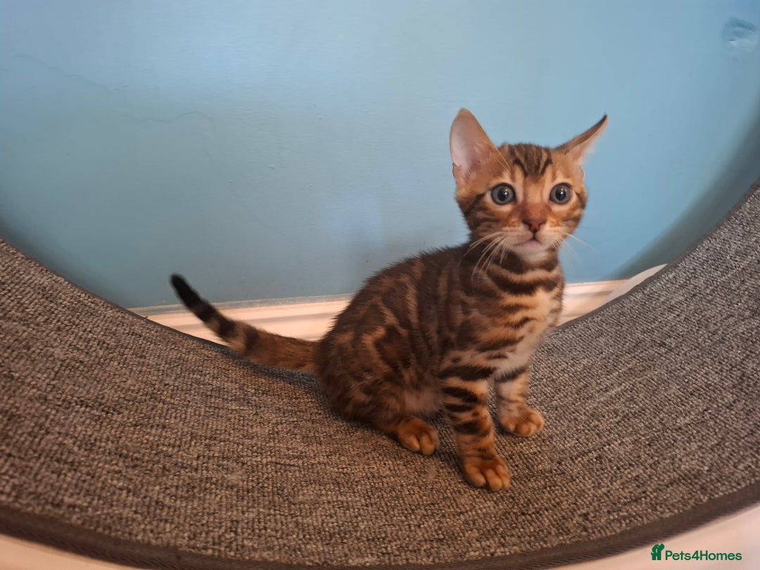 Bengal cats for sale: Stunning pure Bengal Kittens - Image 10
