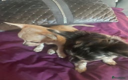 Chihuahua dogs for sale: Stunning pedigree Merle chihuahua pups  - Image 5