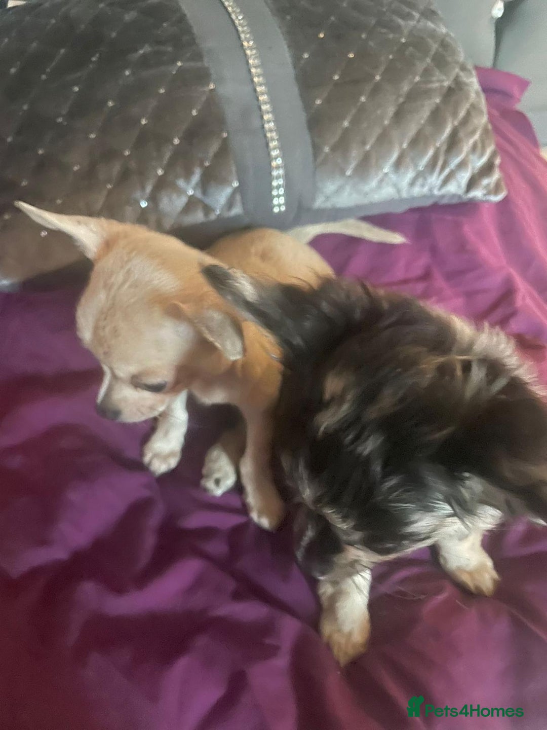 Chihuahua dogs for sale: Stunning pedigree Merle chihuahua pups  - Image 5