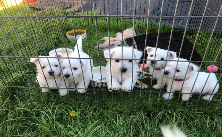West Highland Terrier dogs - Advert 1