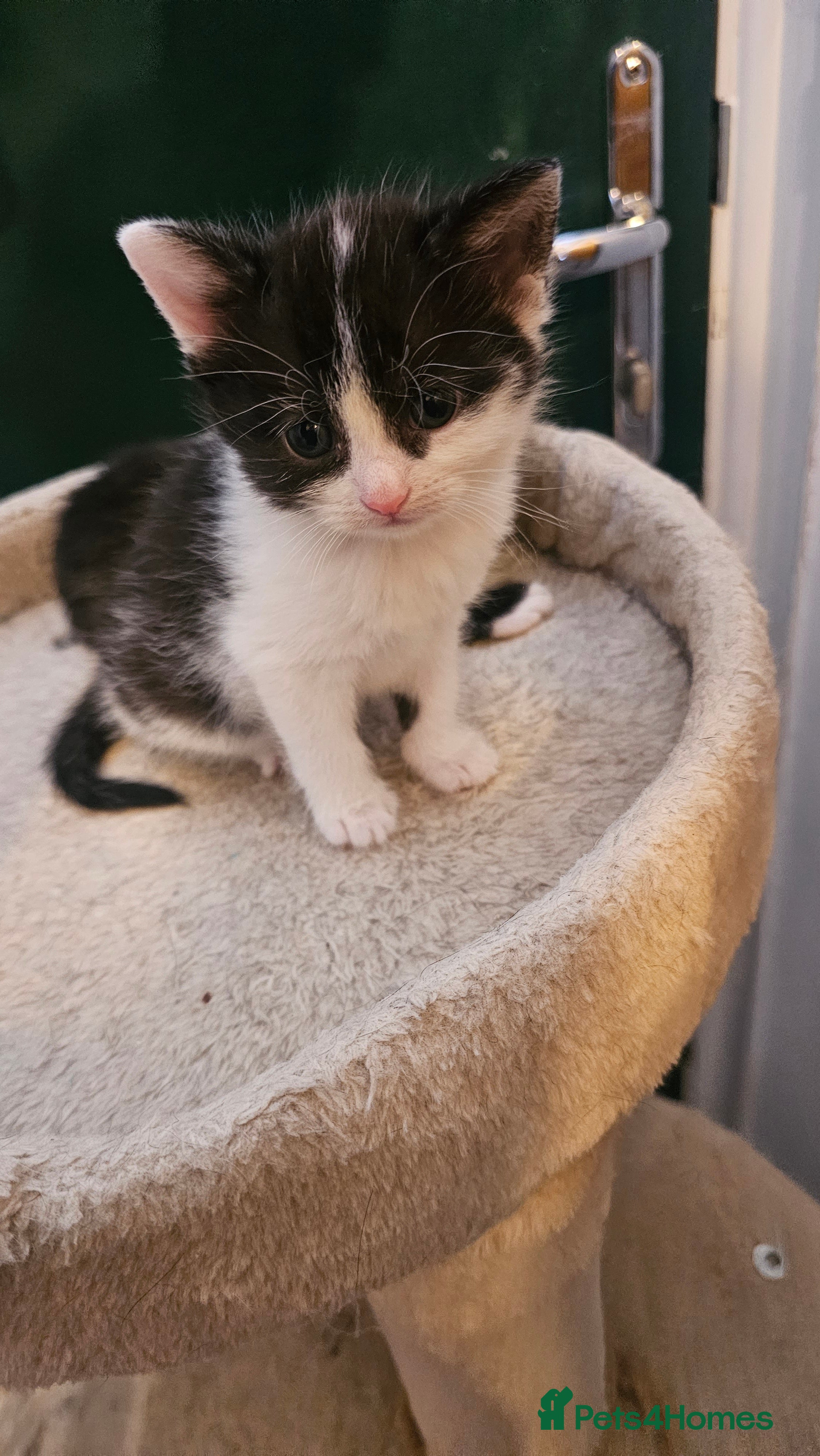 Mixed Breed cats 2 kitten left 😸  - Advert 6