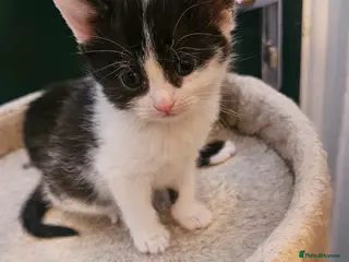 Mixed Breed cats 2 kitten left 😸 - Advert 5