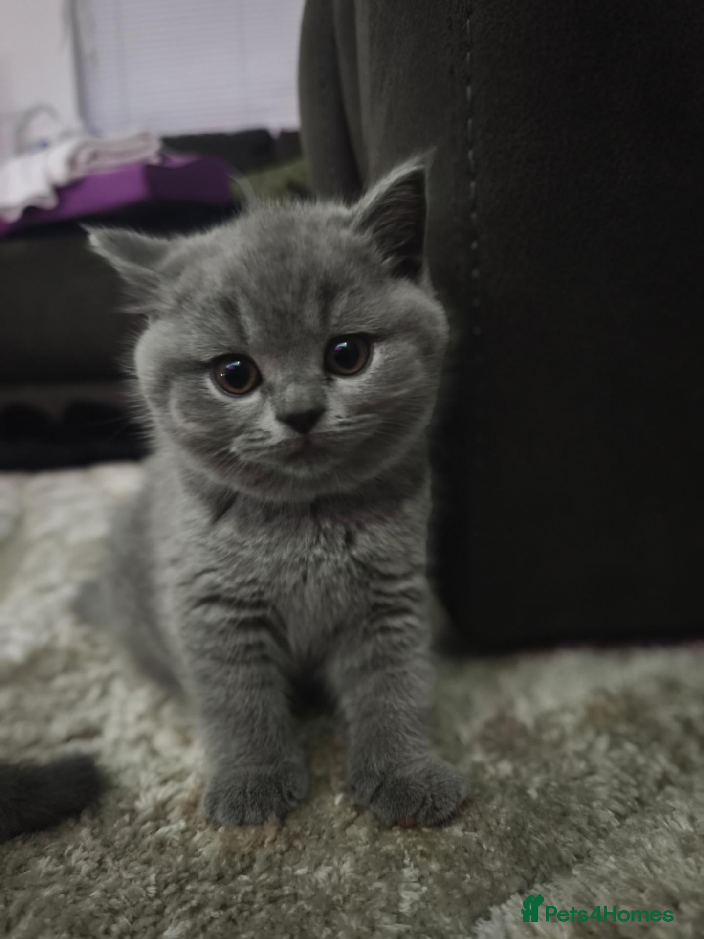 British Shorthair cats Beautiful Purebred Blue British Shorthair Kittens  - Advert 2