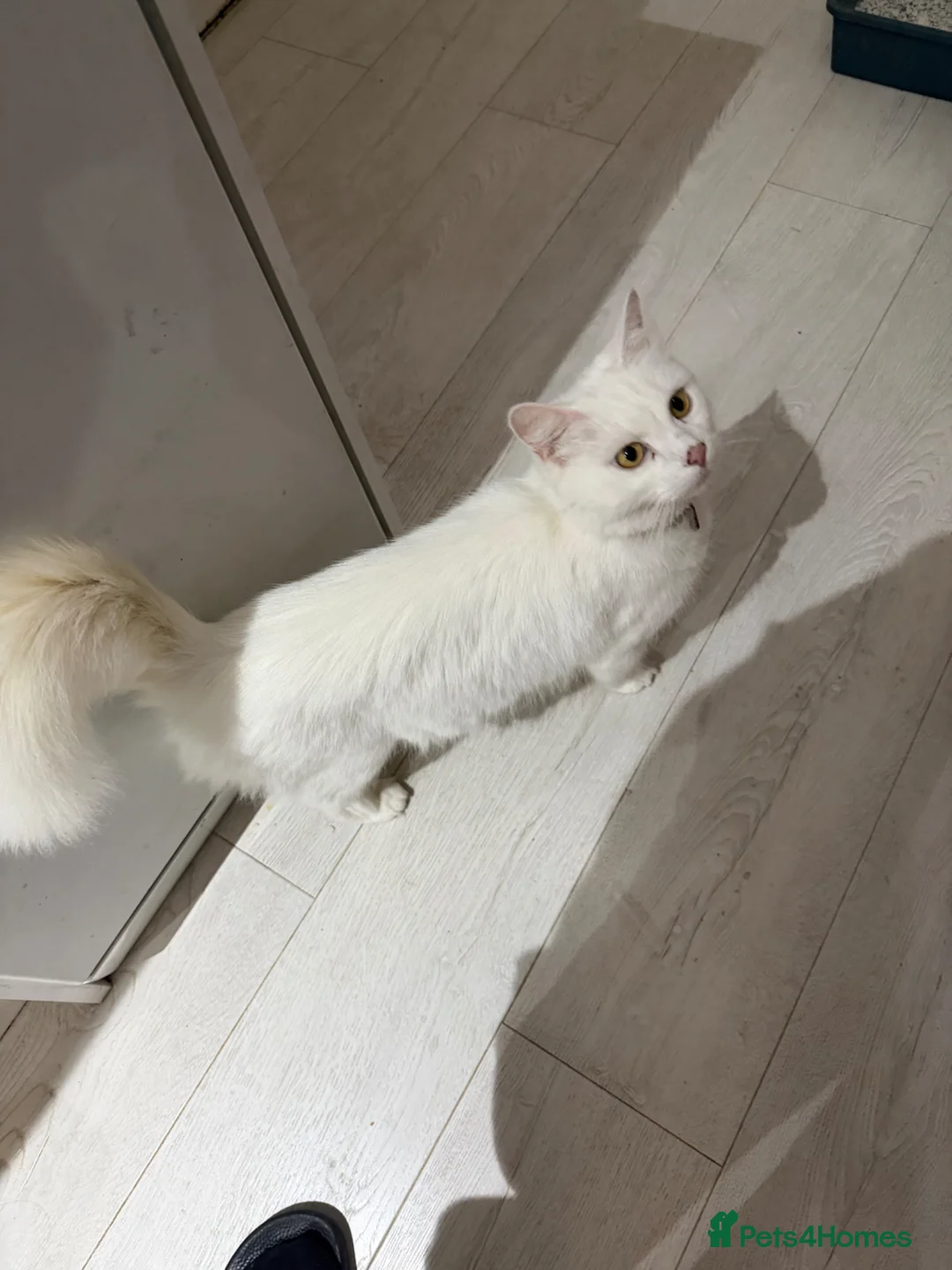 Mixed Breed cats for sale: X3 Mixed Ginger/Turkish Angora Kitten - Ready now - Advert 16