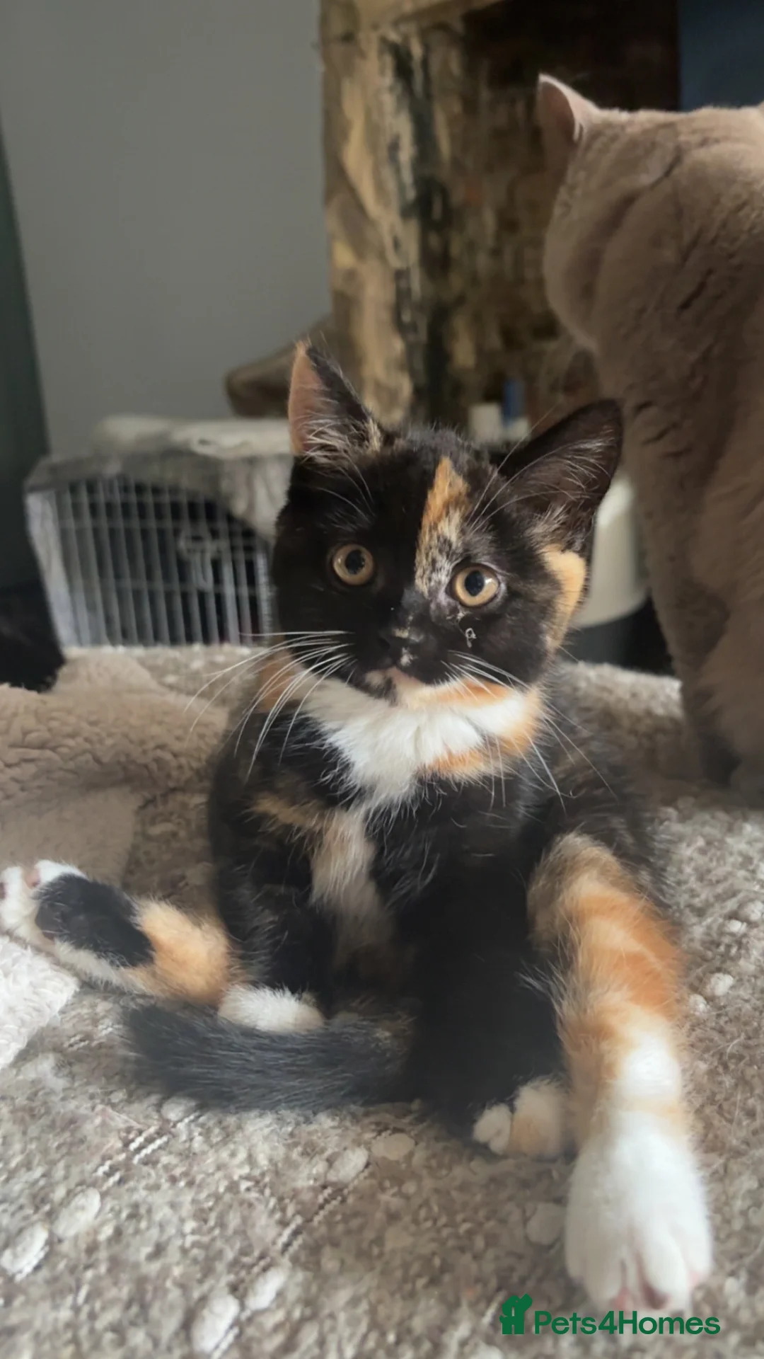 British Shorthair cats for sale: READY TO GO - BSH x Scottish Straight Kittens - Advert 2