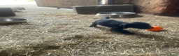 Cocker Spaniel dogs for sale: KC registered working cocker spaniel pups - Advert 16
