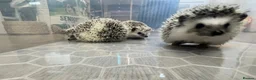 Pygmy Hedgehog rodents for sale: Young, Sweet, Friendly, African Pygmy Hedgehog's  - Advert 5