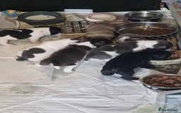 Mixed Breed dogs for sale: Fantastic 3/4 French bulldog and a 1/4 jack puppy - Image 22