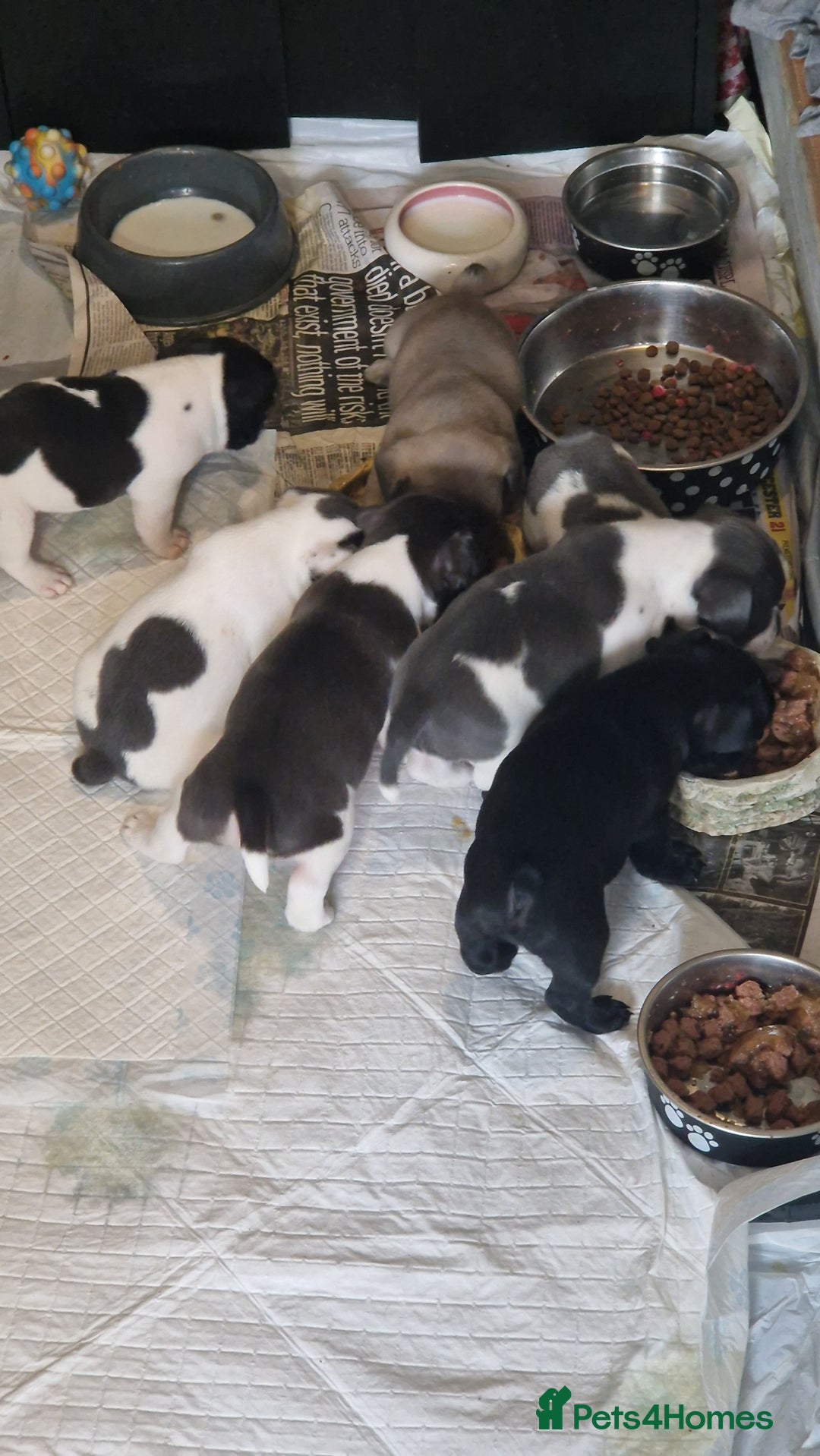 Mixed Breed dogs for sale: Fantastic 3/4 French bulldog and a 1/4 jack puppy - Image 22