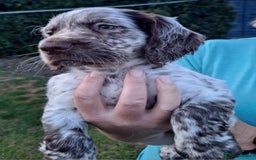 Cocker Spaniel dogs for sale: Working Cocker Spaniel Puppies  - Image 18