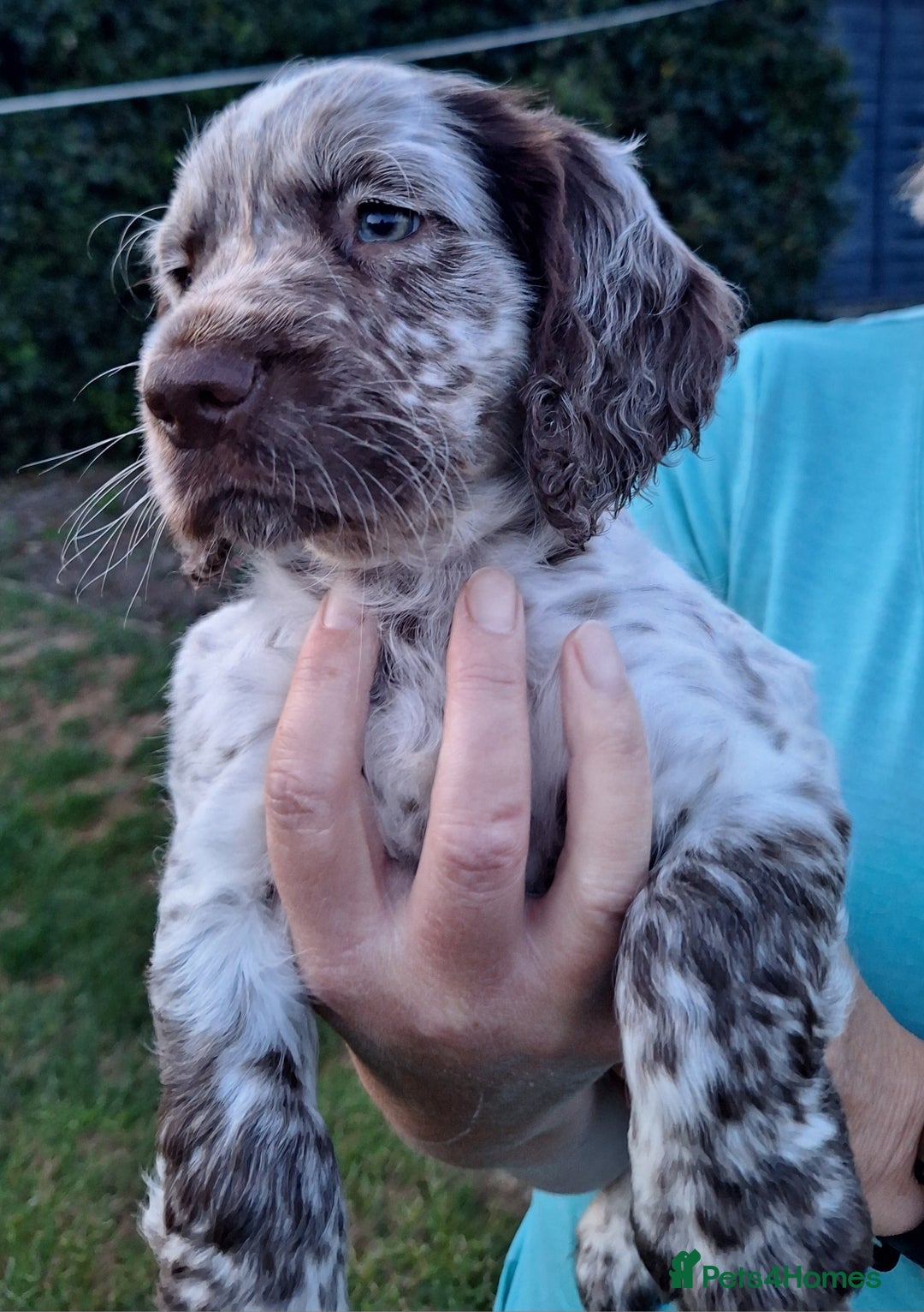 Cocker Spaniel dogs for sale: Working Cocker Spaniel Puppies  - Image 18