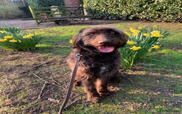 Labradoodle dogs for sale: Sadly looking for a new home labradoodle  - Image 1