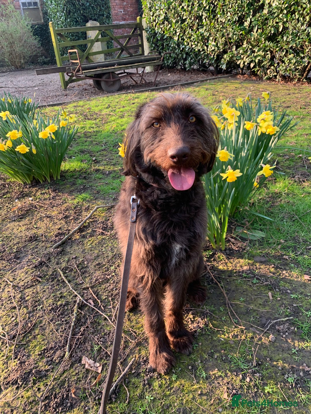 Labradoodle dogs for sale: Sadly looking for a new home labradoodle  - Image 1