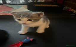 Mixed Breed cats for sale: Ragdoll mixed breed kittens  - Image 11