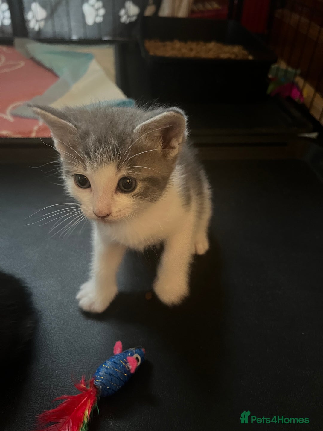 Mixed Breed cats for sale: Ragdoll mixed breed kittens  - Image 11