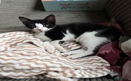 Mixed Breed cats for sale: Tilly  - Image 6