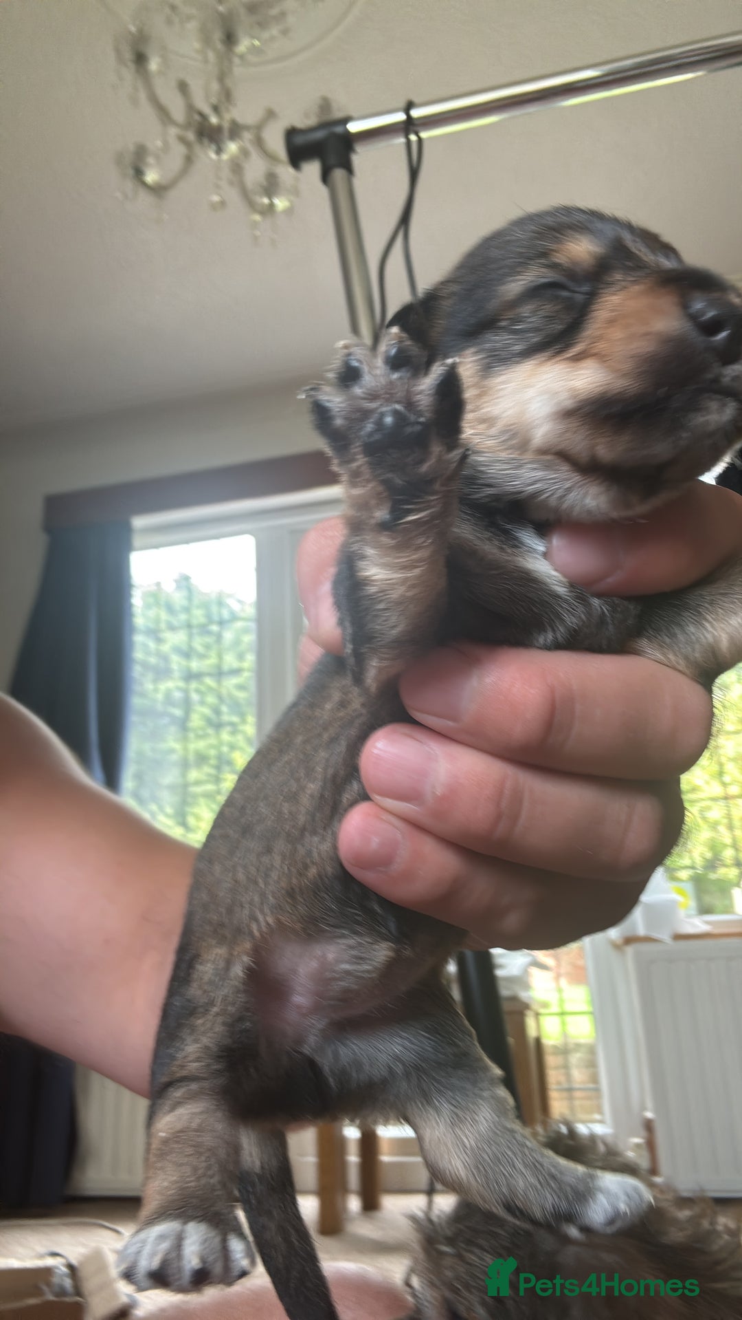 Dachshund dogs for sale: 🐾 Beautiful Dachshund Puppies - Image 12