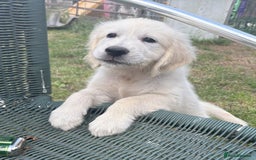 Golden Retriever dogs for sale: KC Registered  boy from 5 Star Breeder  - Image 2