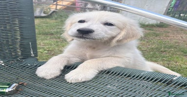 Golden Retriever dogs - Advert 5