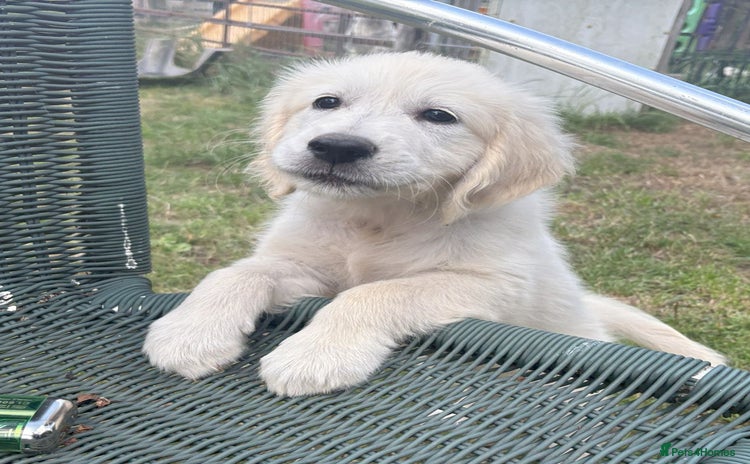Golden Retriever dogs - Advert 12