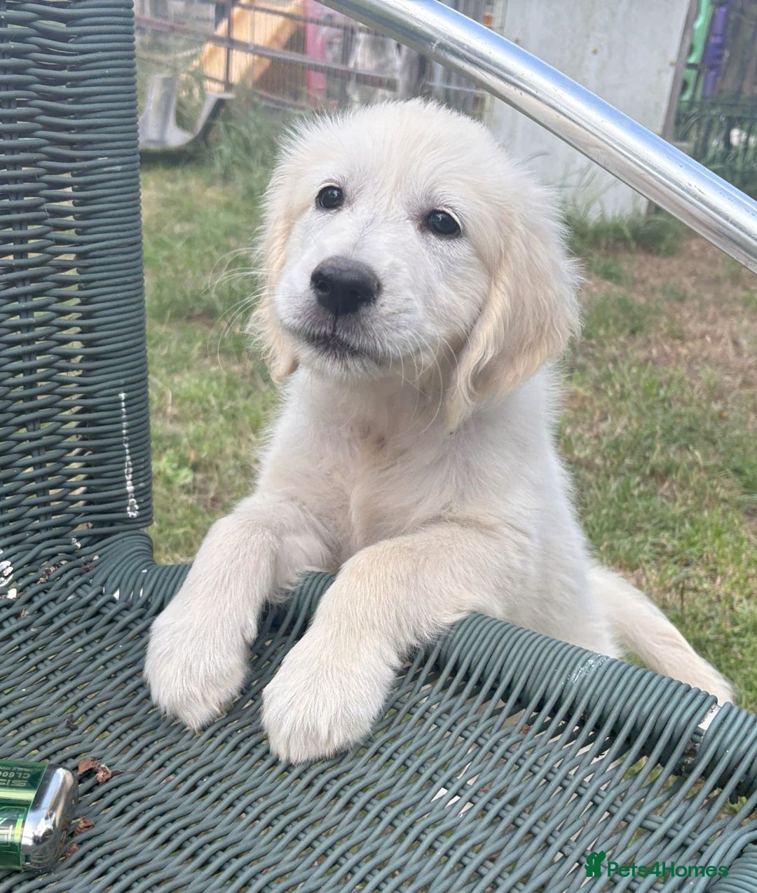 Golden Retriever dogs for sale: KC Registered  boy from 5 Star Breeder  - Image 2