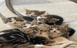 Mixed Breed cats for sale: Beautiful mixed tabby kittens - Image 1