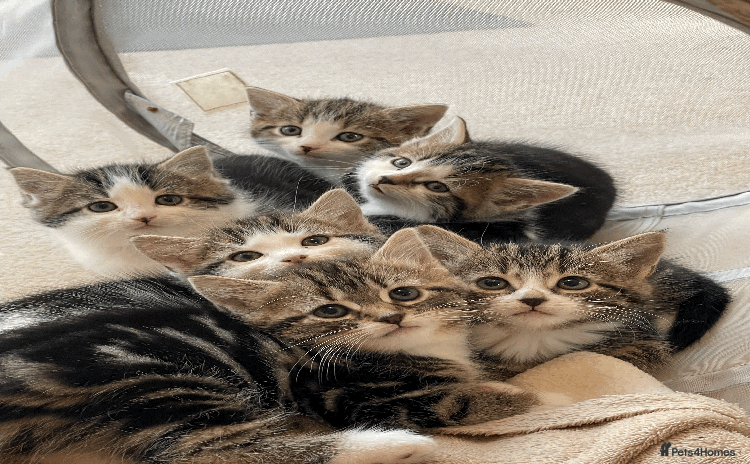 Mixed Breed cats - Advert 3