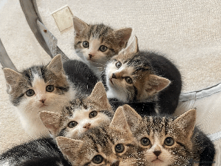 Mixed Breed cats for sale - Advert 1