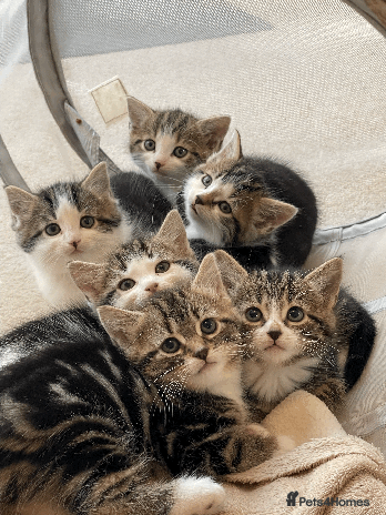 Mixed Breed cats - Advert 3