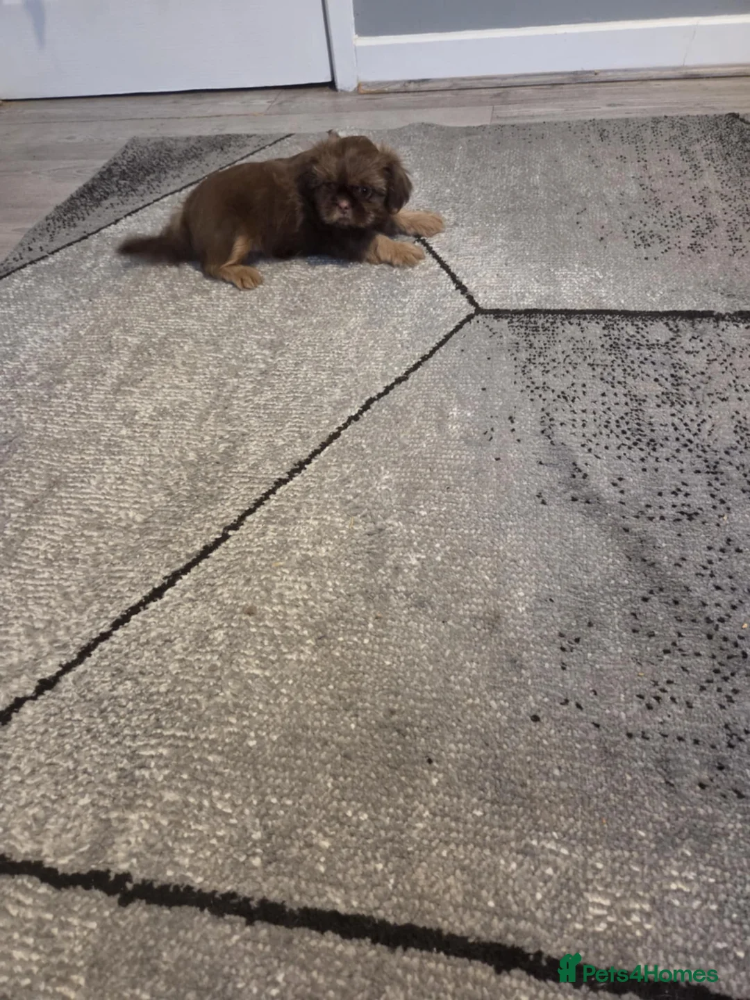 Shih Tzu dogs for sale: Imperial shih tzu  - Advert 8