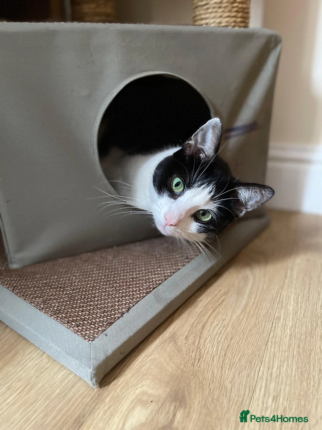 Domestic Shorthair cats for sale: Well Mannered Adult Female Cat - Advert 5