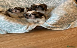 Shih Tzu dogs for sale: Shihtzu  puppies for sale  - Image 6