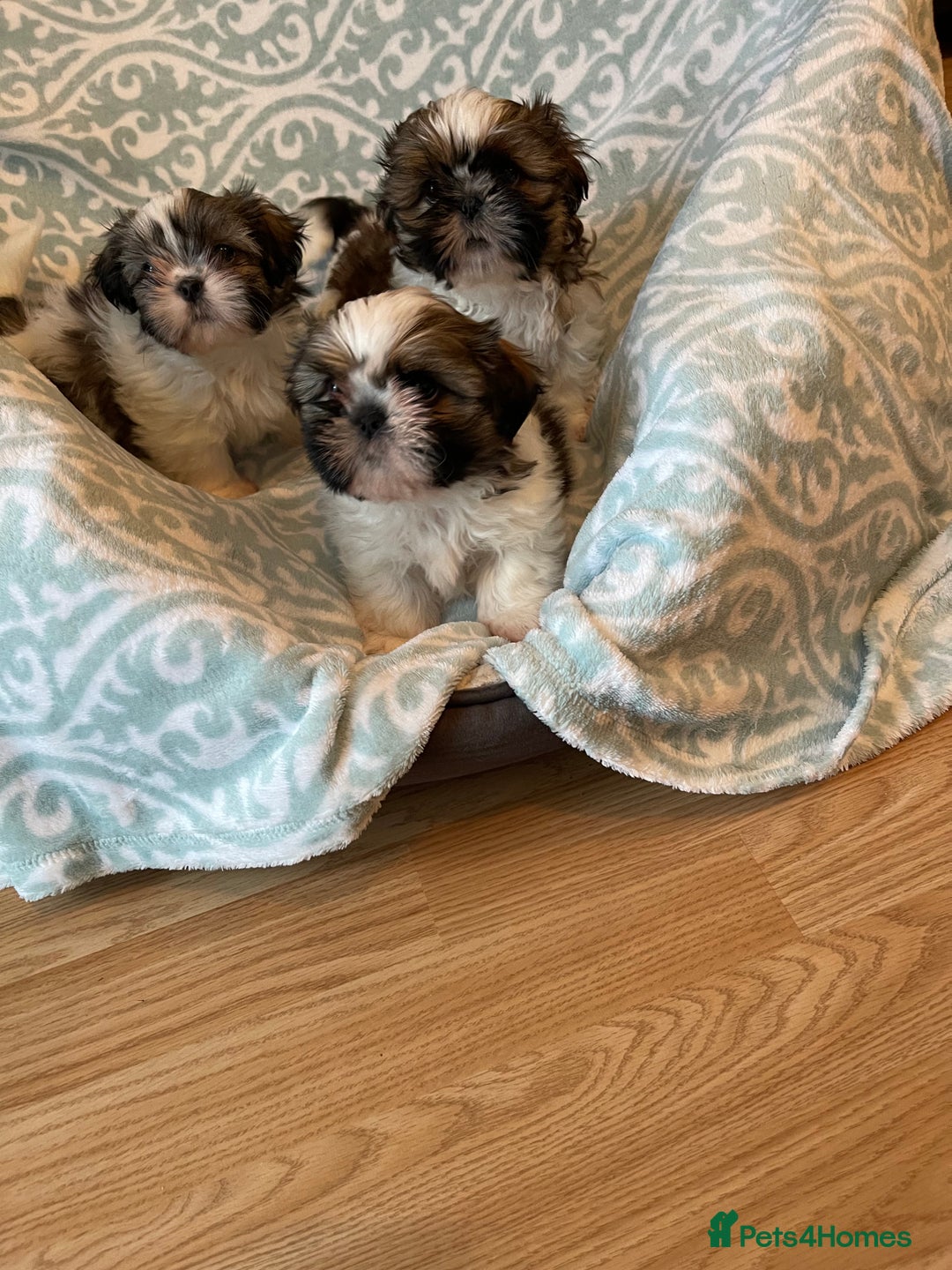 Shih Tzu dogs for sale: Shihtzu  puppies for sale  - Image 6