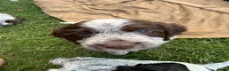 Cocker Spaniel dogs for sale: 8 Beautiful Working Cocker Spaniel Puppies  - Advert 13