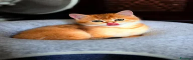 British Shorthair 1