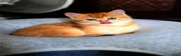 British Shorthair cats for sale: Golden boys  in London - Advert 6