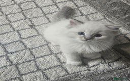 Ragdoll cats for sale: Tica registeeed tabby bicolour ragdolls - Image 38