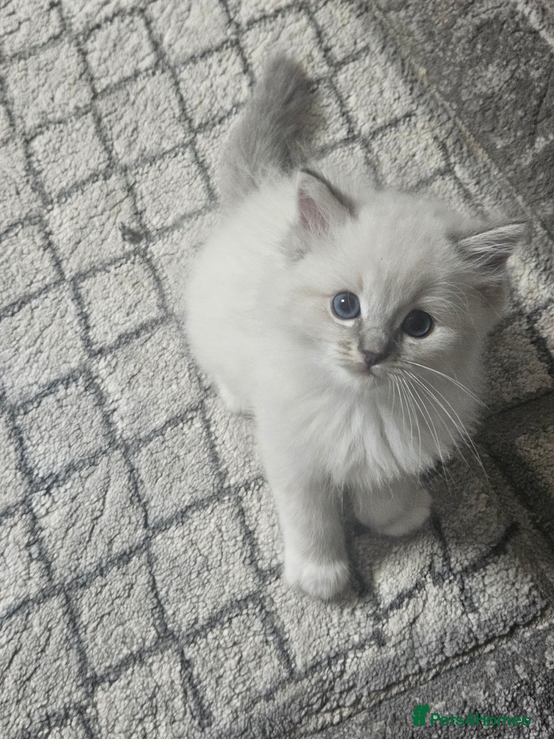 Ragdoll cats for sale: Tica registeeed tabby bicolour ragdolls - Image 38