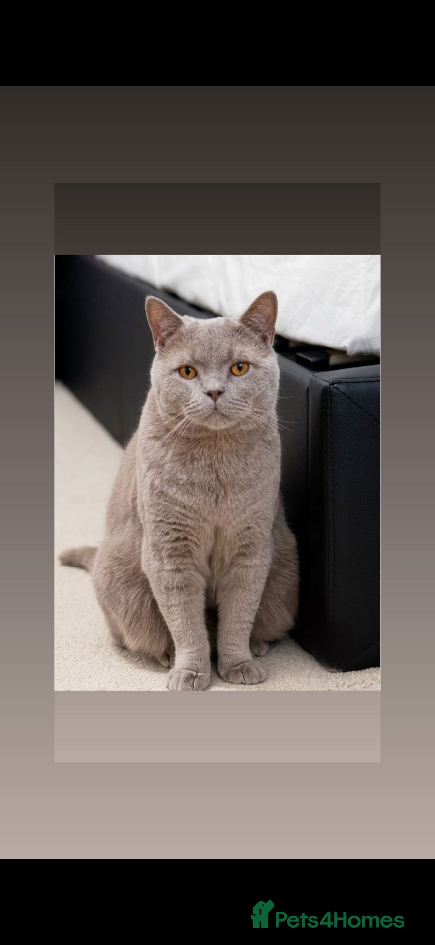 British Shorthair cats Lilac British Shorthair GCCF & TICA Registered - Advert 3