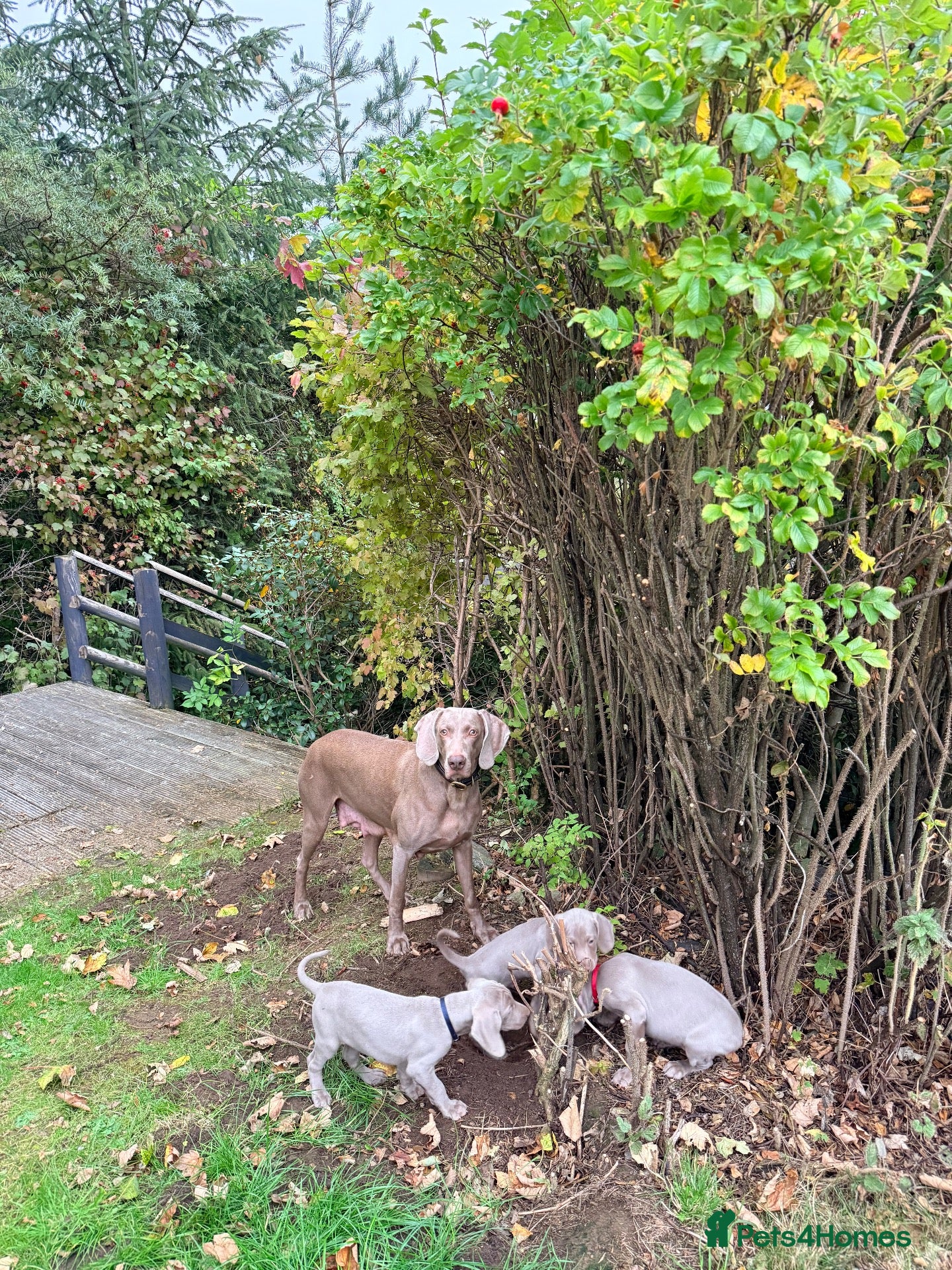 Weimaraner dogs Superb Gunalt Bloodlines & Excellent Temperament - Advert 2