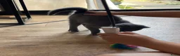 British Shorthair cats for sale: Blue boy kitten  - Advert 14