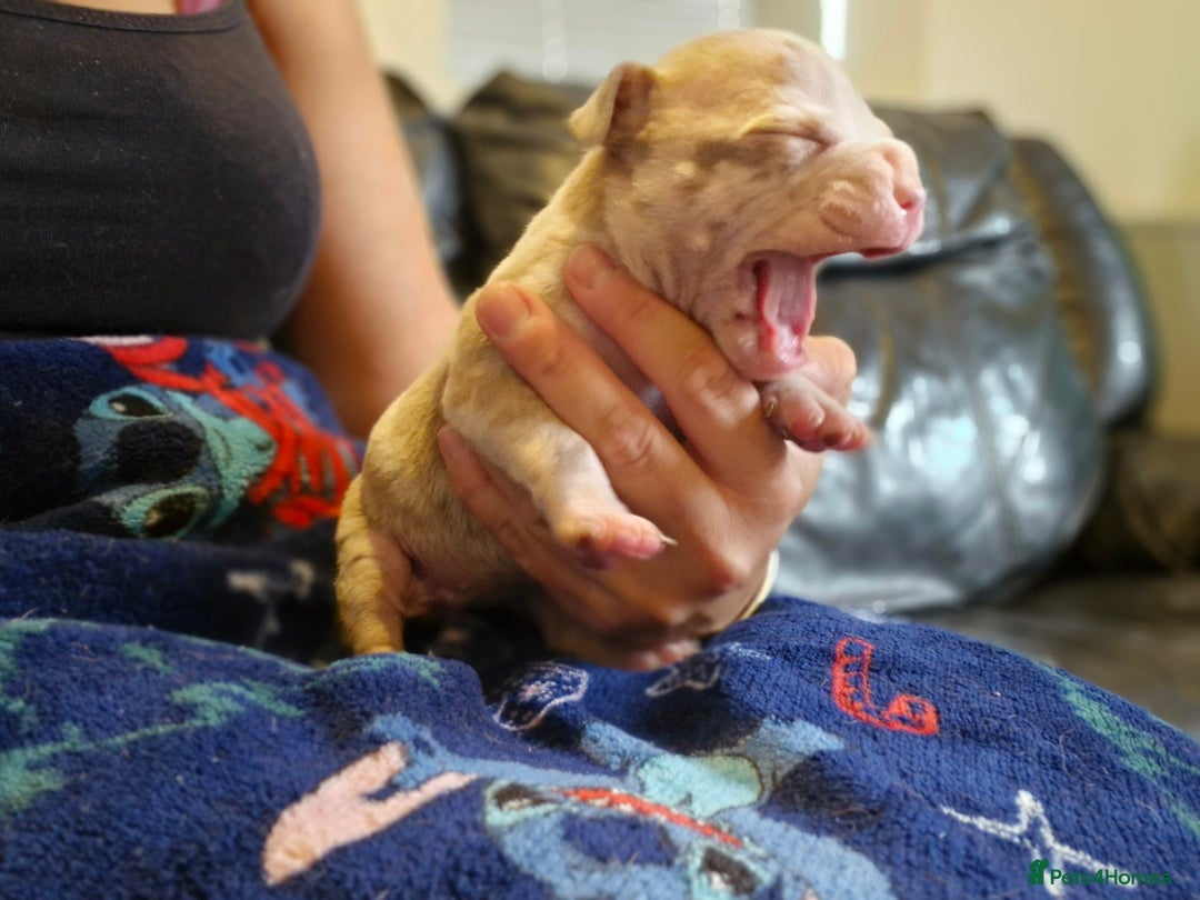 American Bully dogs for sale: Pocket bully bitch and male - Image 12